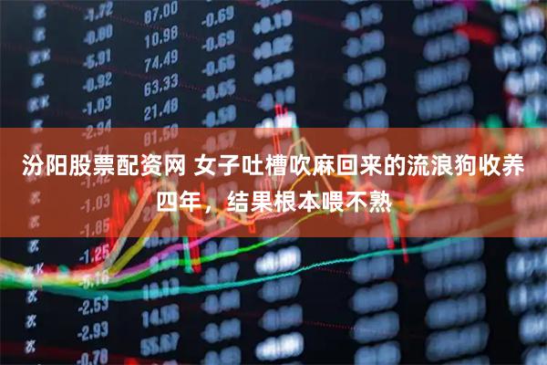 汾阳股票配资网 女子吐槽吹麻回来的流浪狗收养四年，结果根本喂不熟