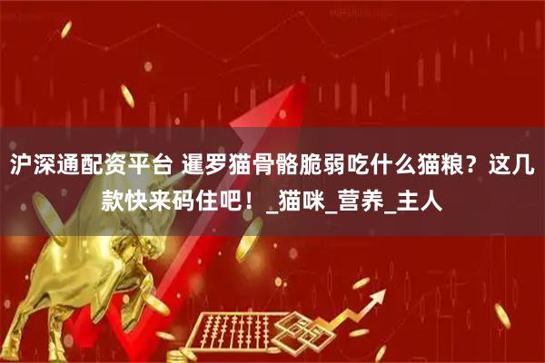 沪深通配资平台 暹罗猫骨骼脆弱吃什么猫粮？这几款快来码住吧！_猫咪_营养_主人
